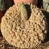 Bass Farms Fall Festival photo