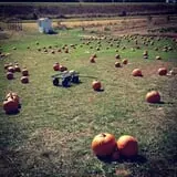 Bass Farms Fall Festival photo