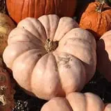 Bass Farms Fall Festival photo