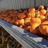 Bass Farms Fall Festival photo