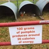 Bass Farms Fall Festival photo
