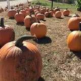 Bass Farms Fall Festival photo