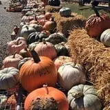 Bass Farms Fall Festival photo