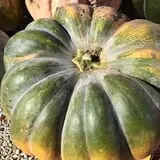 Bass Farms Fall Festival photo