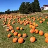 Bass Farms Fall Festival photo