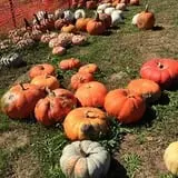 Bass Farms Fall Festival photo