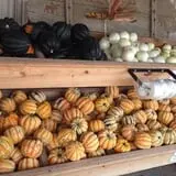 Bass Farms Fall Festival photo