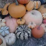 Tubbs' Berry Farm photo