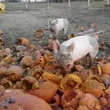 Tubbs' Berry Farm photo