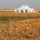 Tubbs' Berry Farm photo