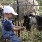 Tubbs' Berry Farm photo