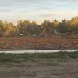 Tubbs' Berry Farm photo