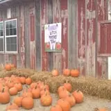 Wilson's Orchard photo