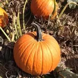 Wilson's Orchard photo