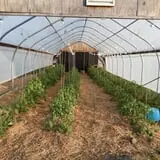 Great Valley Berry Patch photo