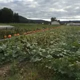 Great Valley Berry Patch photo