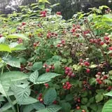 Great Valley Berry Patch photo