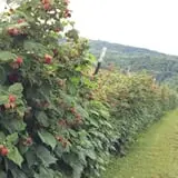 Great Valley Berry Patch photo
