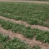 Great Valley Berry Patch photo