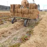 Great Valley Berry Patch photo
