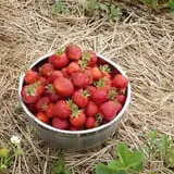 Great Valley Berry Patch photo