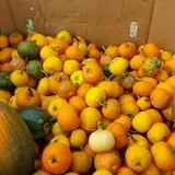 Phillips Farm Corn Maze & Pumpkin Patch photo