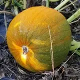 Phillips Farm Corn Maze & Pumpkin Patch photo