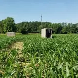 Phillips Farm Corn Maze & Pumpkin Patch photo