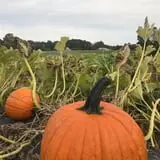 Phillips Farm Corn Maze & Pumpkin Patch photo