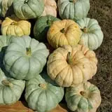 Phillips Farm Corn Maze & Pumpkin Patch photo