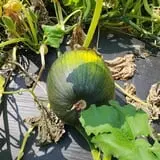 Phillips Farm Corn Maze & Pumpkin Patch photo