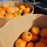 Phillips Farm Corn Maze & Pumpkin Patch photo