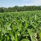 Phillips Farm Corn Maze & Pumpkin Patch photo