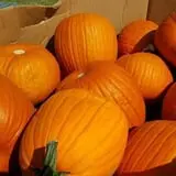 Phillips Farm Corn Maze & Pumpkin Patch photo