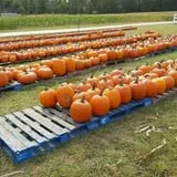 Phillips Farm Corn Maze & Pumpkin Patch photo