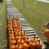 Phillips Farm Corn Maze & Pumpkin Patch photo