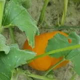 Phillips Farm Corn Maze & Pumpkin Patch photo