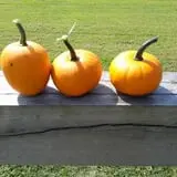 Phillips Farm Corn Maze & Pumpkin Patch photo