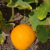 Phillips Farm Corn Maze & Pumpkin Patch photo