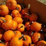 Phillips Farm Corn Maze & Pumpkin Patch photo