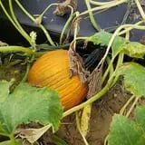 Phillips Farm Corn Maze & Pumpkin Patch photo