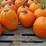 Phillips Farm Corn Maze & Pumpkin Patch photo