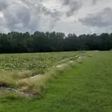 Phillips Farm Corn Maze & Pumpkin Patch photo