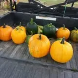 Phillips Farm Corn Maze & Pumpkin Patch photo