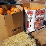 Phillips Farm Corn Maze & Pumpkin Patch photo