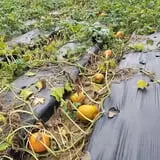 Phillips Farm Corn Maze & Pumpkin Patch photo