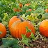 Phillips Farm Corn Maze & Pumpkin Patch photo