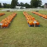 Phillips Farm Corn Maze & Pumpkin Patch photo