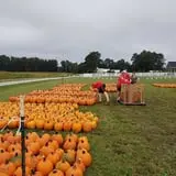 Phillips Farm Corn Maze & Pumpkin Patch photo