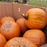Phillips Farm Corn Maze & Pumpkin Patch photo